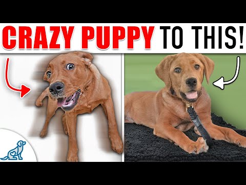 Video: 5 dingen Dog Owners Do That Drive Trainers Crazy