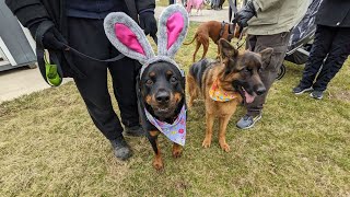 Waterdown canines sniff out Easter eggs in support of National Service Dogs