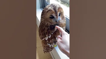 Interesting Features Of Owls 