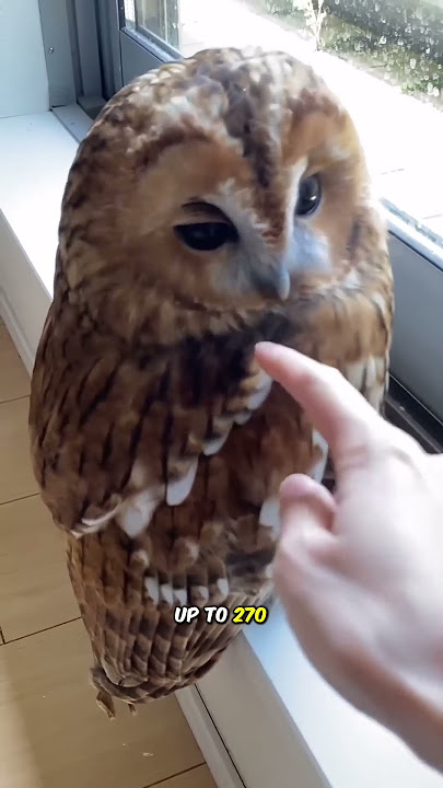 Interesting features of owls