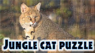 Jungle cat - Gato de selva - Cat family - animals puzzle screenshot 4