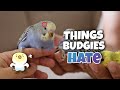 10 things budgies absolutely hate and how to avoid them