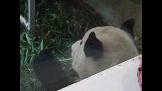 Yang Guang the Edinburgh Zoo panda 2013