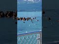 sealions in Valdez #animals #animal #animallover #sealions #sealife #oceanwildlife #ocean #alaska #i