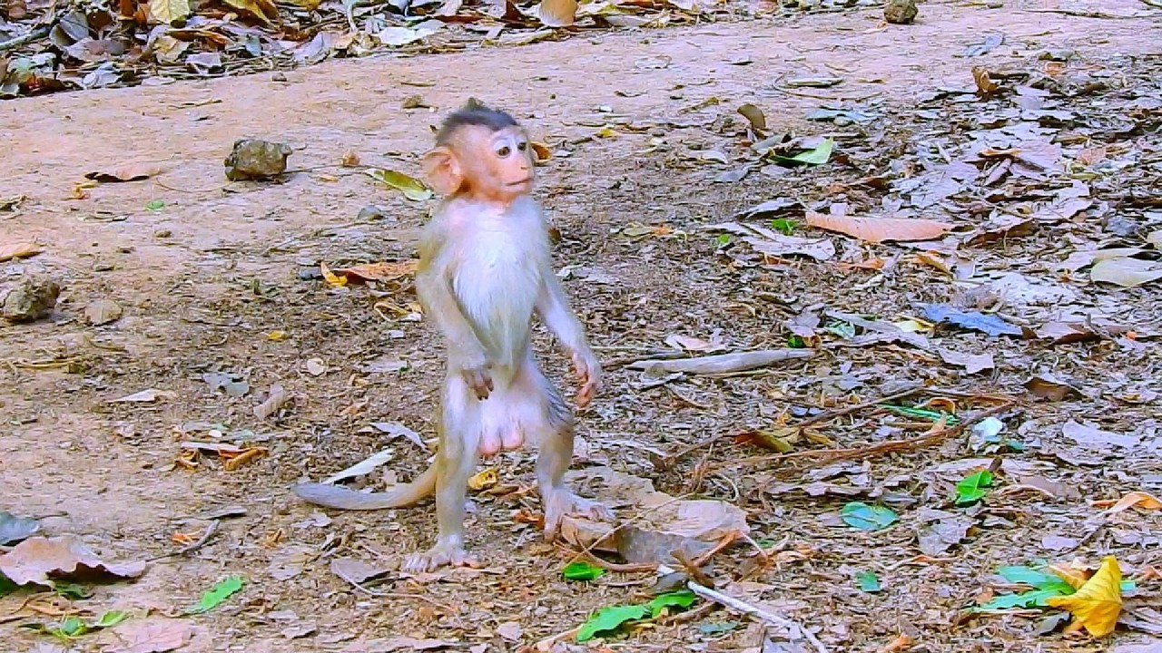 WOW BRIAR...SO CUTE MONKEY...!