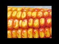 The Story of Maize, Mexico's Gift to the World:  Mexico Unexplained