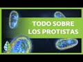 REINO PROTISTA🦠 Definición, características y clasificación🔍