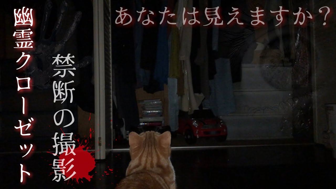 幽霊の住む部屋 クローゼット全開撮影と怖い猫の反応 Youtube