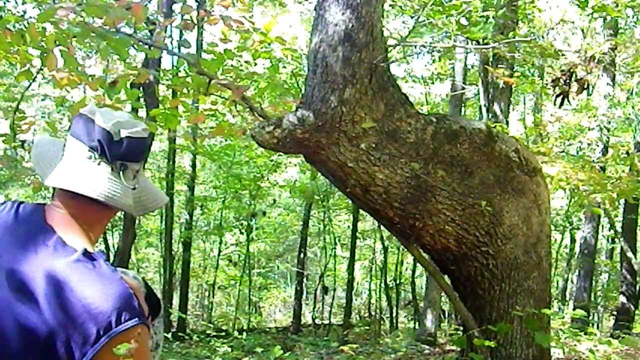 Indian Trail Tree Story of the leaves YouTube