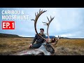 Moose  caribou  ep 1  4k film   gritty 4k film