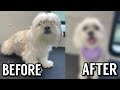 WE GAVE PEACHES A HAIRCUT!!! **fail?!**