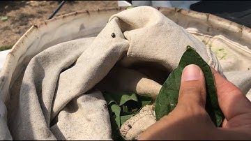 Mid-Season Soybean Insect Scouting