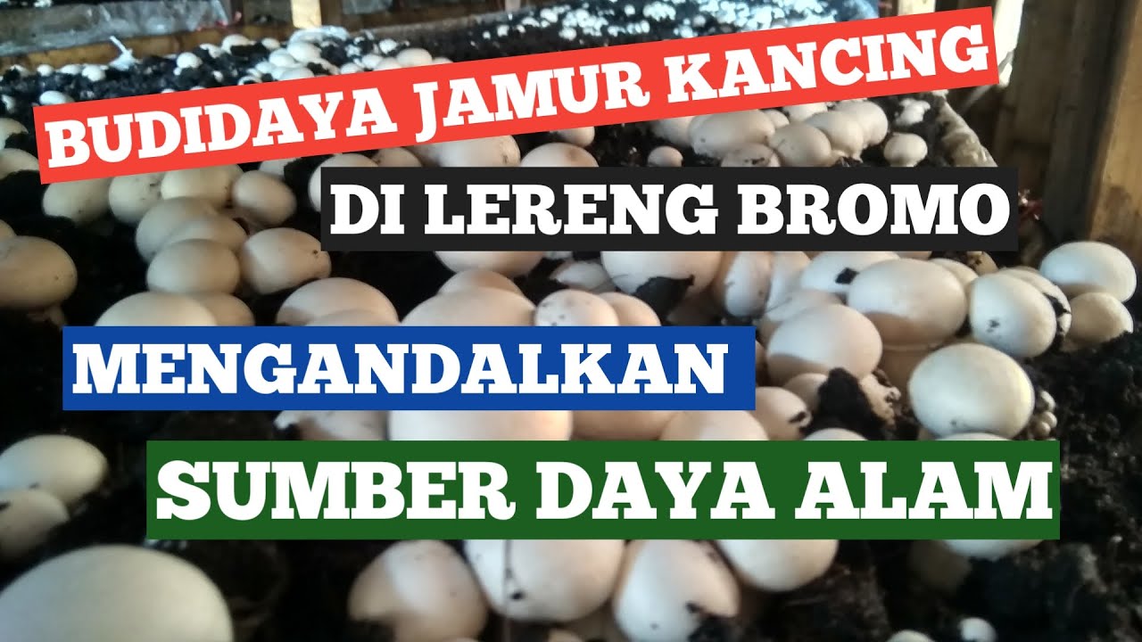 BUDIDAYA JAMUR KANCING DI LERENG BROMO MANFAATKAN SUMBER DAYA ALAM
