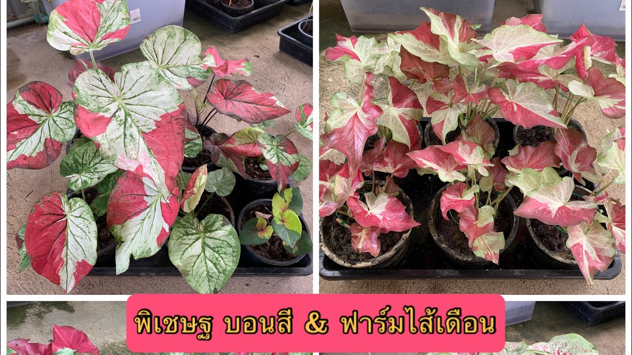 พิเชษฐ บอนสี & มูลไส้เดือน EP.2