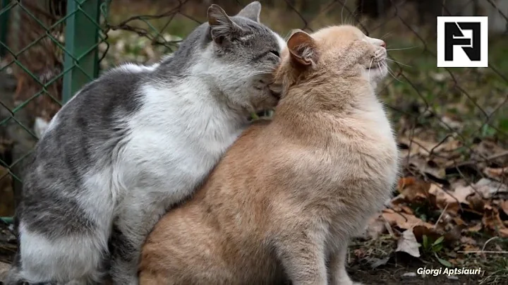 Video 4198571: persian cat, cat mating sound, best cat