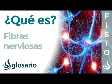 Vídeo: Quins tipus de fibres nervioses s'inhibeixen durant la micció?