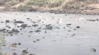 Masai Mara Gazelle crossing and Croc snack