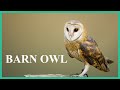 Barn owl sounds while sitting on a tree branch. Terrifying barn owl screech and scream.