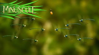 Minuscule - Go Blue Go Allez Les Bleus Season 2