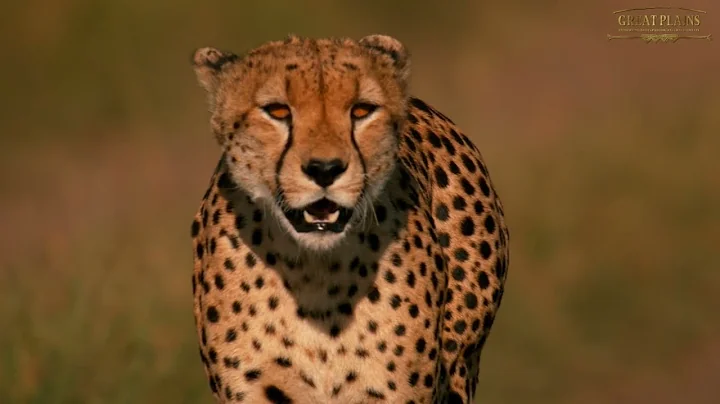 Kenya Secret Season | Great Plains Conservation