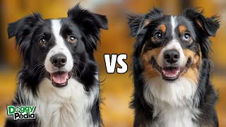 Border Collie Vs Australian Shepherd Differences - Which Breed Is Better?