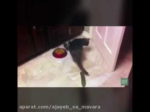 تصویری: آیا گربه ها واقعاً از خیار می ترسند؟