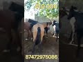 Online Малбазар!!! 5 бас бие сатылады 410 000т