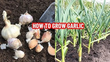 How to Grow Garlic | Simple Steps for HUGE Yields - Off Grid Italy