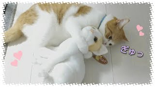 抱っこしてるの 子猫とぬいぐるみ 猫動画 Youtube 抱っこしてるの 子猫とぬいぐるみ 猫動画 Youtube