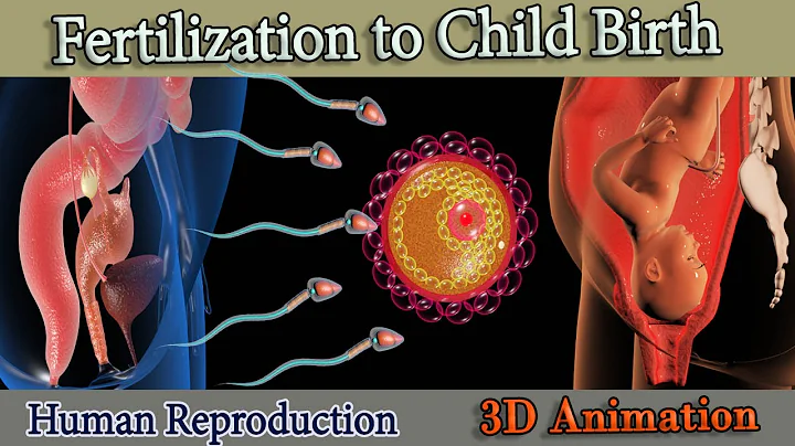 Fertilization to Child birth (3D  Animation) - DayDayNews