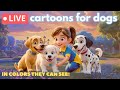 🐶 Cartoons for Dogs TV, LIVE 24/7 🎵 | Colors they can see, Calm Music | Bluey, Luna &amp; Friends