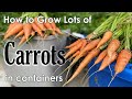 How to Grow Carrots in Containers 🥕🥕🥕- from Seed to Harvest