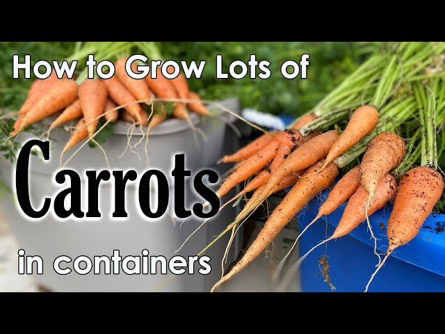 How to Grow Carrots in Containers 🥕🥕🥕- from Seed to Harvest class=