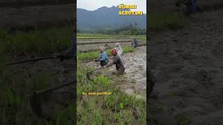 Planting Rice With Manual Tillage