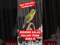 Pleci Ngebren Ciblek Sambung Wit Wit Panjang || Bohong Kalau Tidak Suka ?!?!?