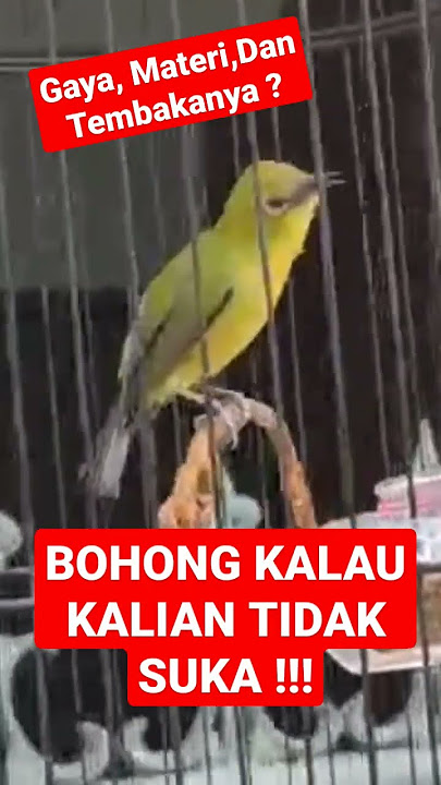 Pleci Ngebren Ciblek Sambung Wit Wit Panjang || Bohong Kalau Tidak Suka ?!?!?