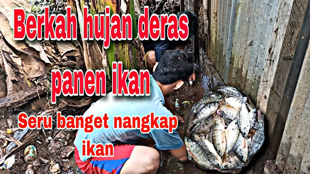  Berkah hujan  deras panen ikan YouTube