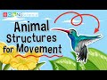 Animal Movement Adaptations Across Land, Water, and Air