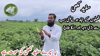 White fly (سُفید پَر مَکھّی)attack on crops |How to get rid rid of whiteflies | Best spray |IR FARM