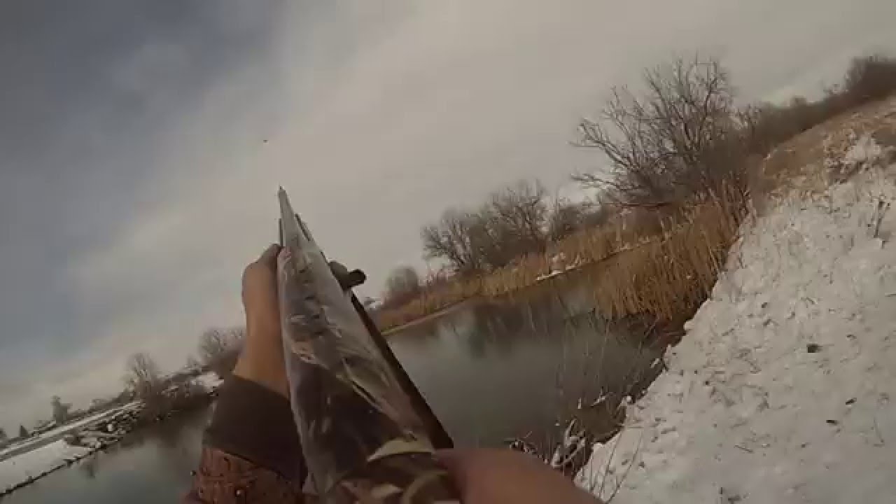 Duck hunting kill shots of 2015 YouTube