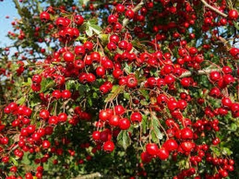 planta de goji en mexico