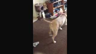 Pit Bull Playing with Tiny Kitten