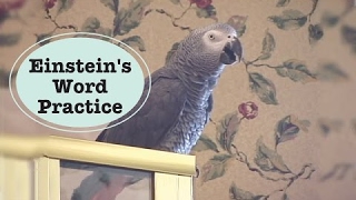 Einstein - Best Talking Parrot, Word Practice