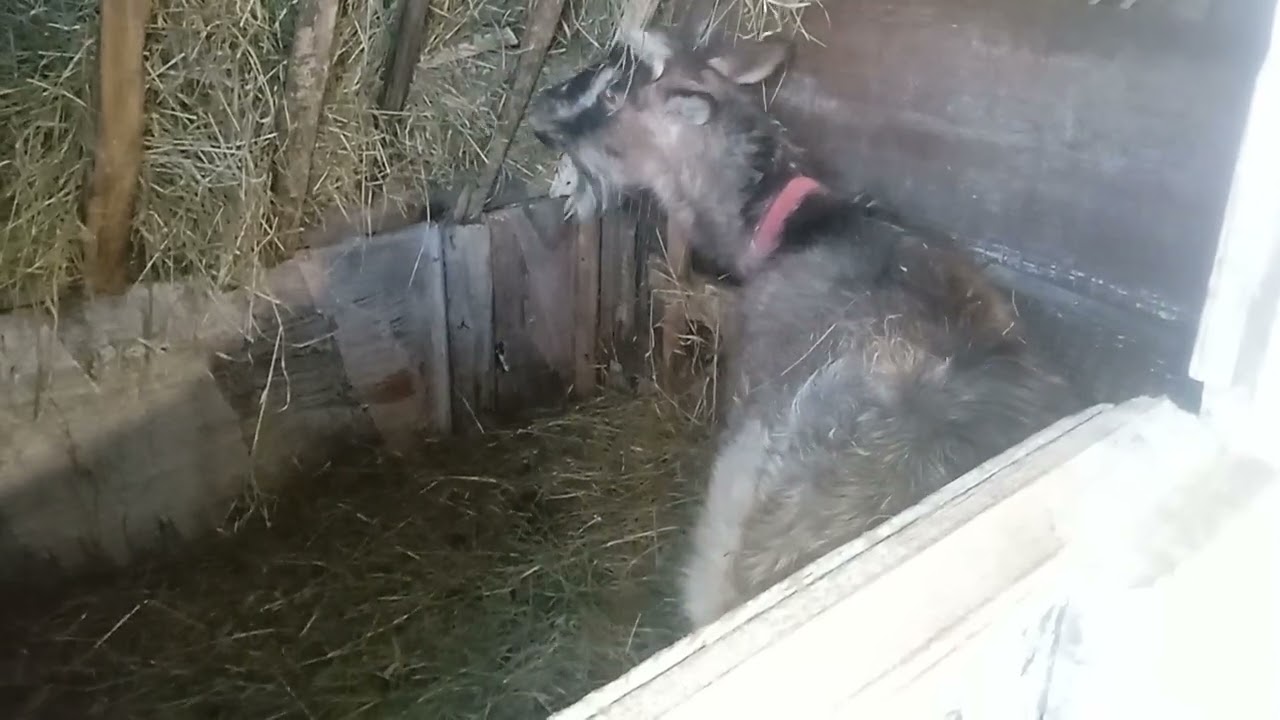 Трішки росповім