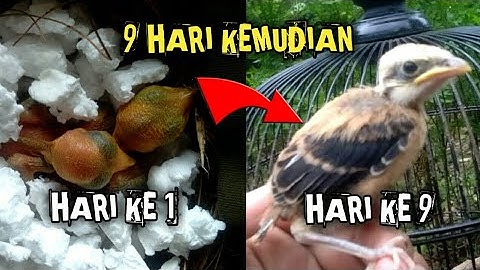 MERAWAT ANAKAN CENDET UMUR 1 HARI SAMPAI BISA NANGKRING !!