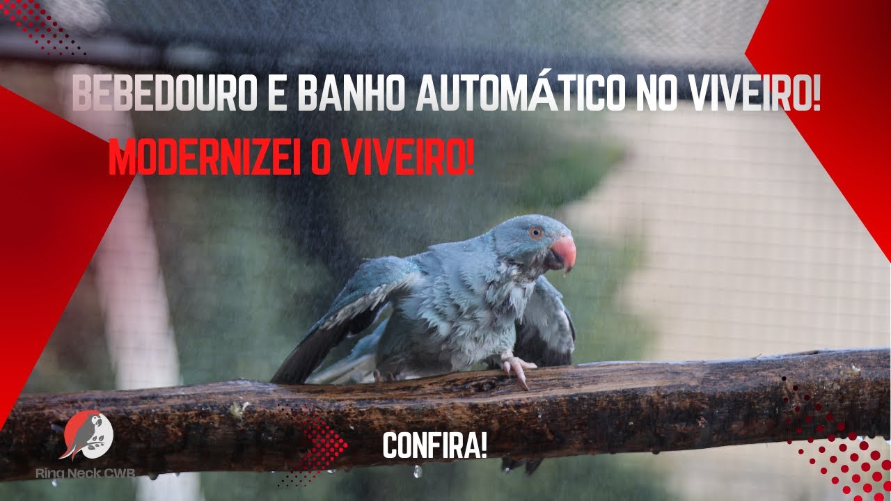 VIVEIRO MODERNO: BEBEDOURO E BANHO AUTOMÁTICO PARA ARARAS, PAPAGAIOS E RING NECKS!