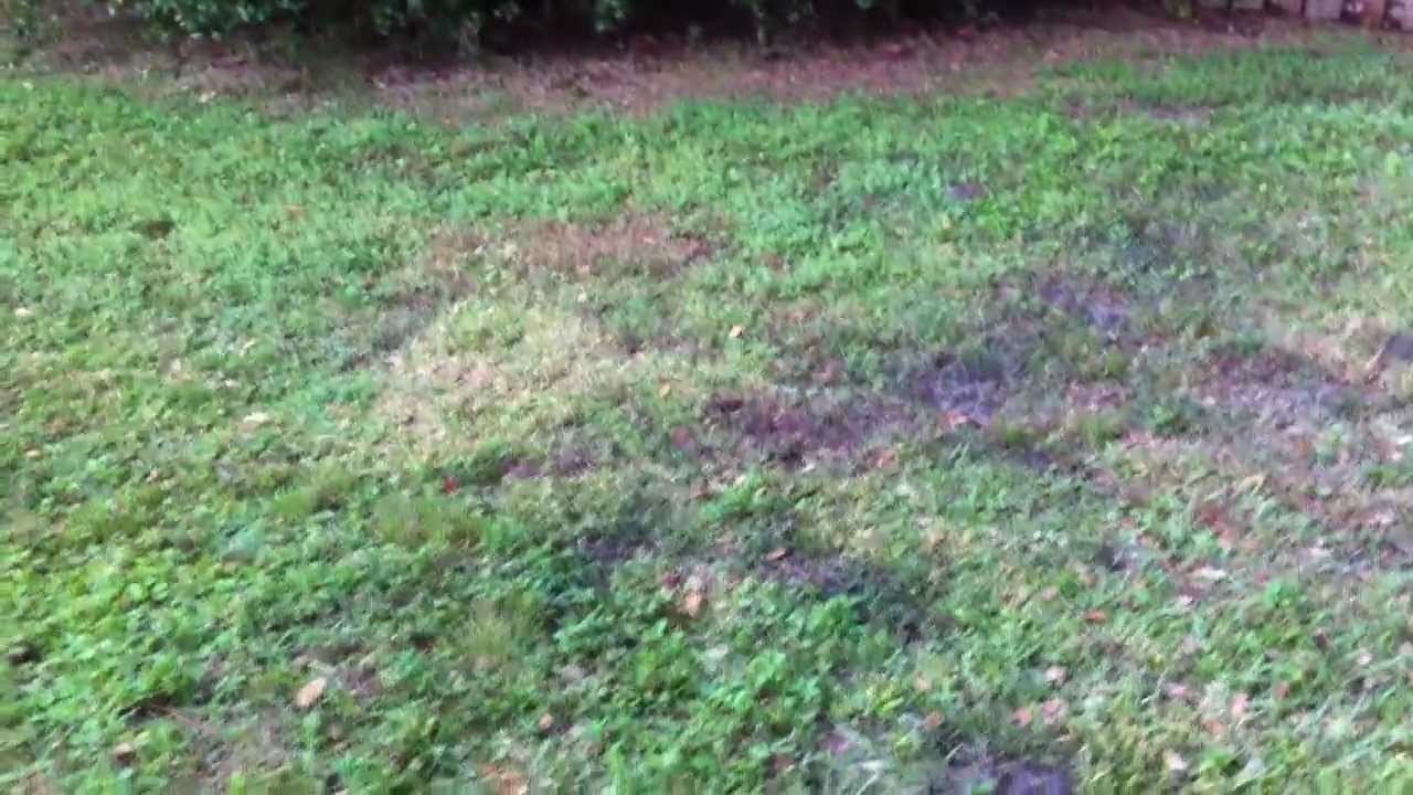 Holes In Back Yard Are These From Racoons What To Do 2 Youtube