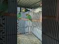 Lovebirds | طيور الحب | Pombinhos | प्रेम पंछी | Muhabbet kuşları | @SSSBirdsAviary #lovebirds