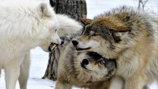wolf tribute 2