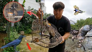 Thanh Lý Hết Chào Mào - Đại Bàng Núi Vồ Mồi Và IQ Đỉnh Cao Của Quạ | Dân Tộc Tây Bắc Tv